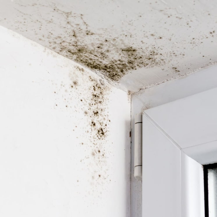 Rutubet ve Küf Nasıl Önlenir? Evde Kesin ve Kalıcı Çözüm Yöntemleri